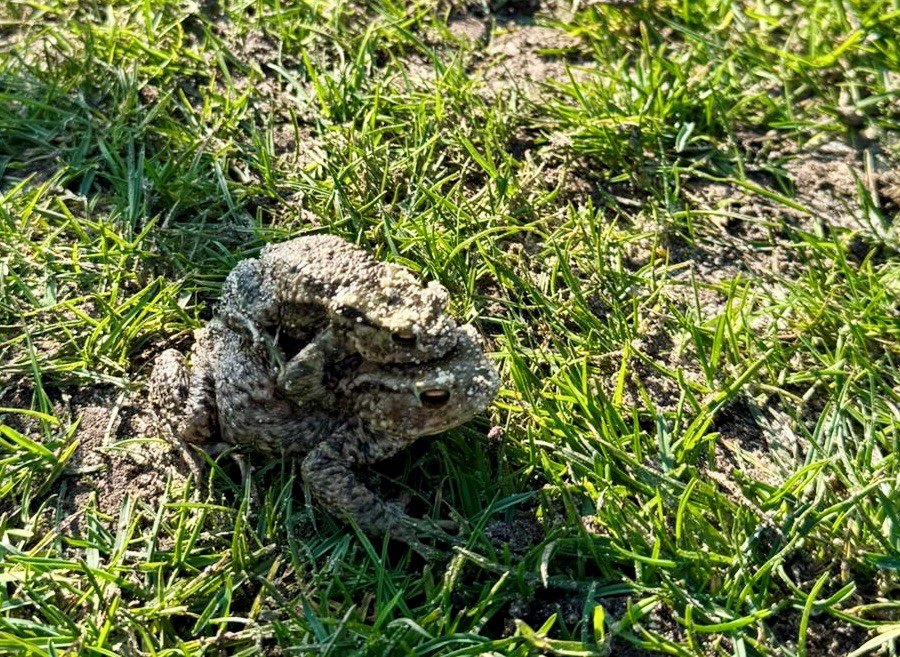 De natuur in de baan